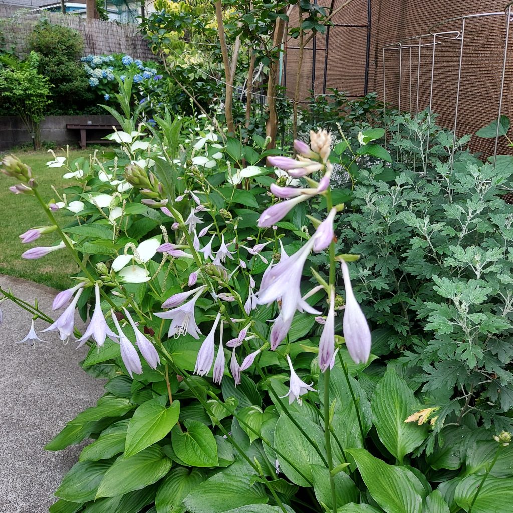 ホスタと半夏生