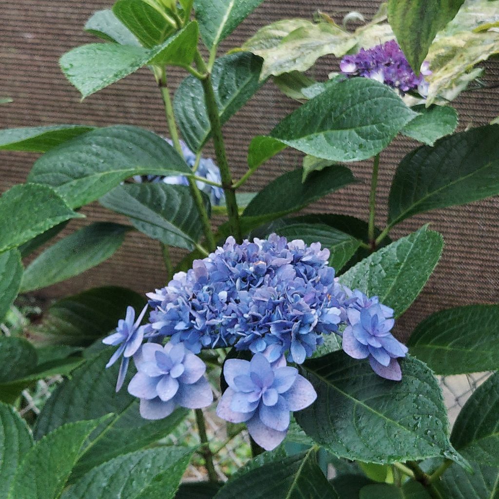 紫陽花